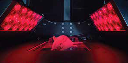 NIR-II InVivo 900-1700nm Сģ̬ϵͳ